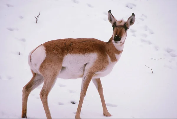 Pronghorn Antelope In Field Of Snow — Stock Photo, Image