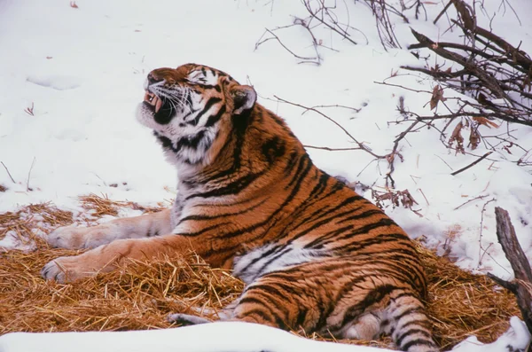A Vocalizing Siberian Tiger — Stock Photo, Image