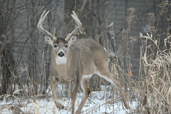 Whitetail Buck Deer ontmoeting — Stockfoto