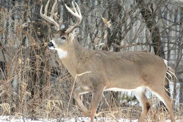 Whitetail Buck winter geprofiel — Stockfoto