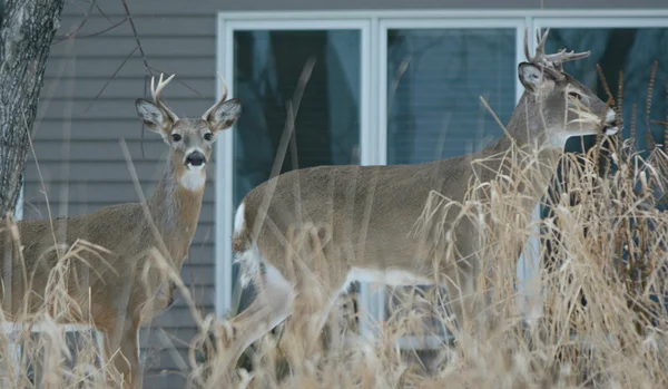 Two Whitetail Bucks In Front of a Building — стоковое фото