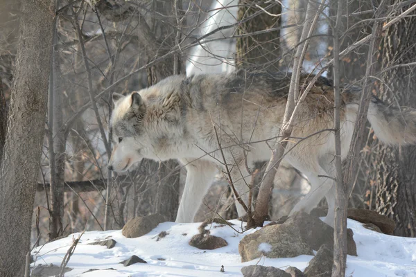 Lobo maderero en bosque de invierno —  Fotos de Stock