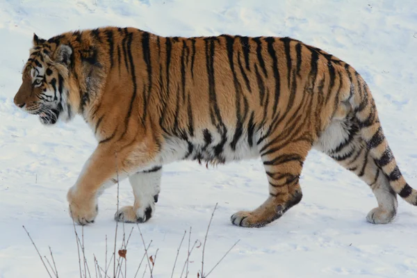 Siberian Tiger Traveling Over Snow — Stock Photo, Image