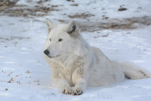 En Arctic Wolf porträtt — Stockfoto