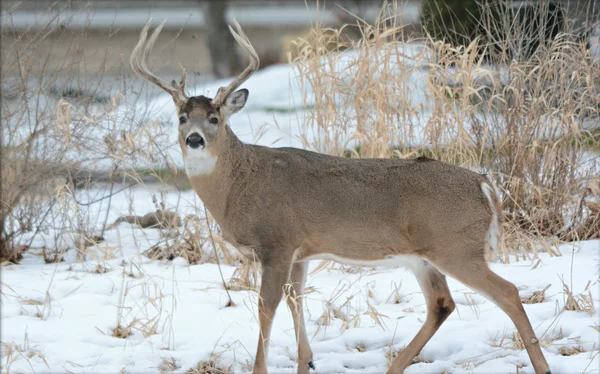 站在雪中的巴克白尾鹿 — 图库照片