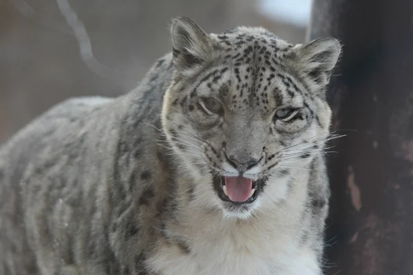 Kar leoparı animasyon — Stok fotoğraf