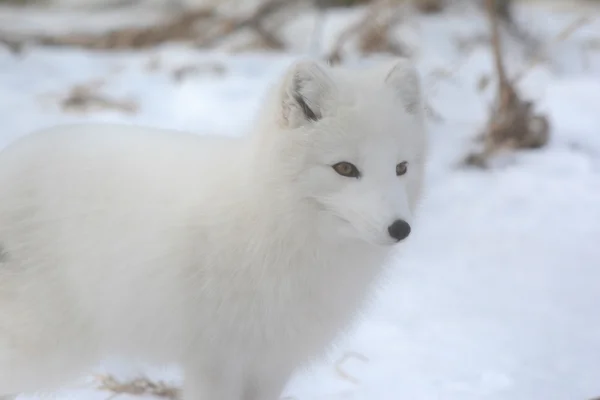 Arctic Fox Presença — Fotografia de Stock