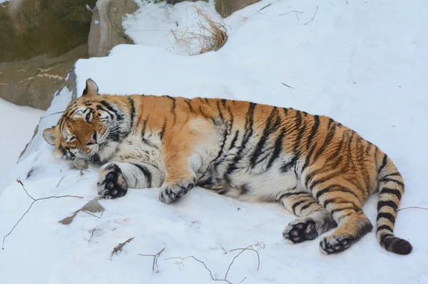 A Winter Napping Siberian Tiger — Stock Photo, Image