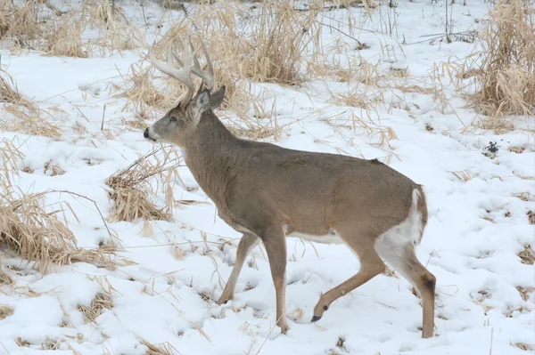 Whitetail Buck em um pântano nevado — Fotografia de Stock