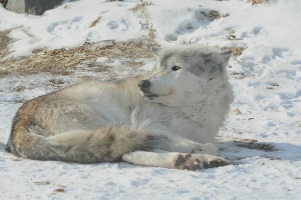 Winter Awakening Timber Wolf — Stock Photo, Image