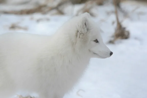 Arctic Fox Winter Undersøgelse - Stock-foto