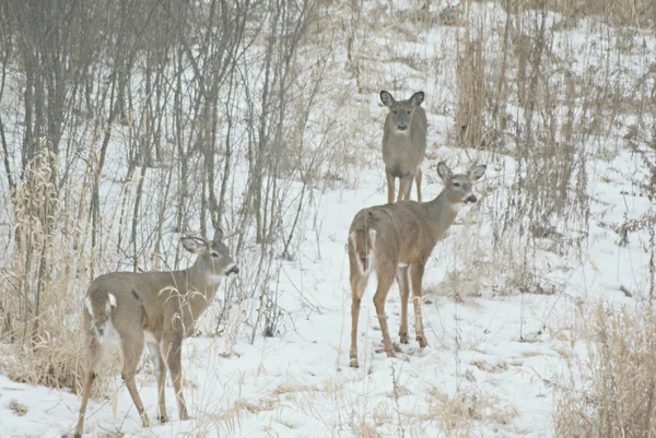 Grupo de inverno de cervos Whitetail — Fotografia de Stock