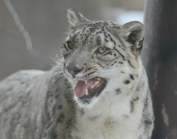 Chattering Snow Leopard Retrato — Foto de Stock