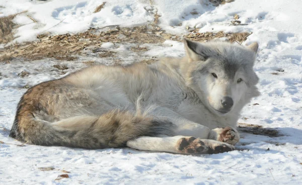 冬のリラックスしたタイリクオオカミ — ストック写真