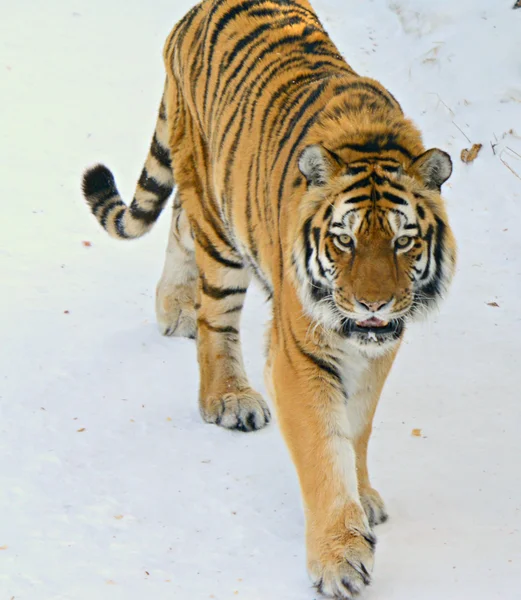 Winter Traveling Siberian Tiger — Stock Photo, Image