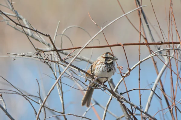 Wiosną Perching piosenki Wróbel — Zdjęcie stockowe