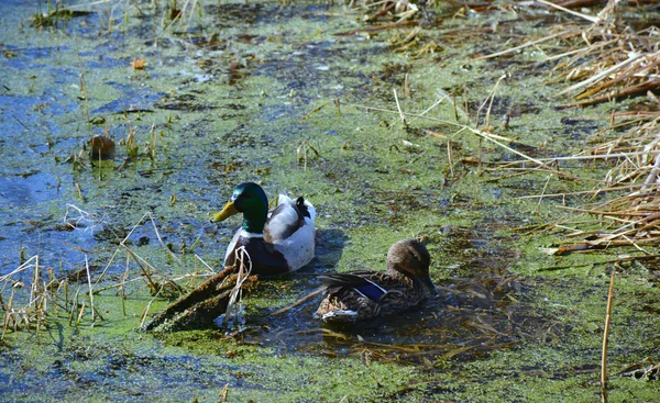 Dvojice Mallardů plaveckých v rybníku — Stock fotografie