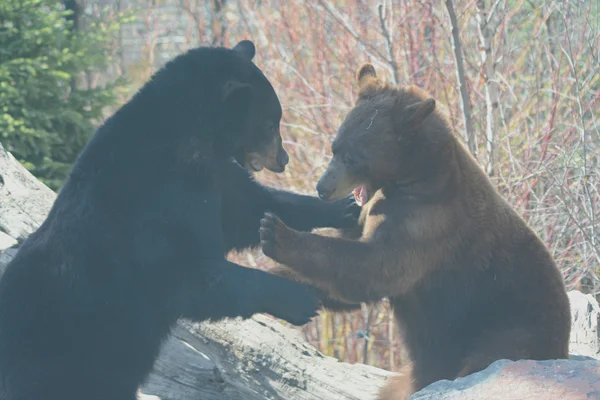 Tussling Black Bears w zoo w Minnesocie — Zdjęcie stockowe