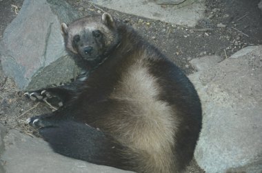 Dinlenme Wolverine Moment-Minnesota Hayvanat Bahçesi