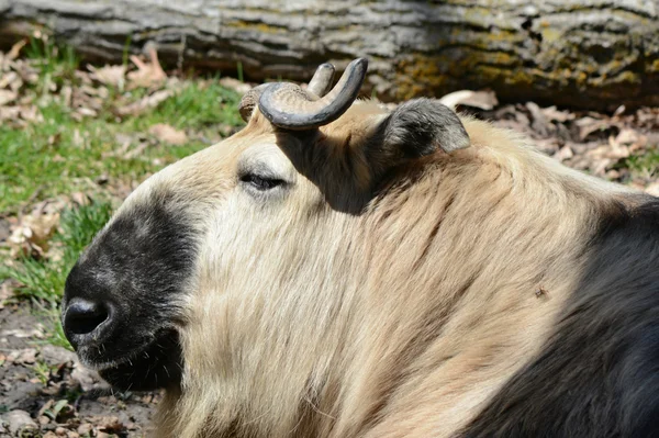 Takin antilop porträtt - Minnesota Zoo — Stockfoto