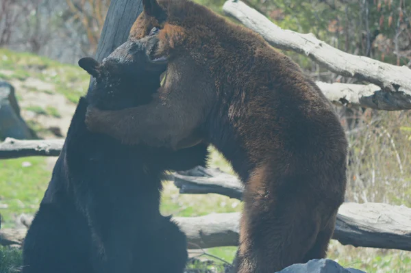 Young Black Bears Wrestling-Minnesota Zoo. —  Fotos de Stock