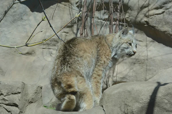 Young Lynx Cameo — Zdjęcie stockowe