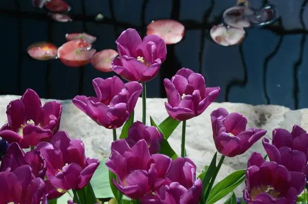 Tulipán květy a Lily podložky — Stock fotografie