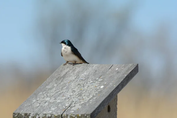 A Tree Swallow Lookout — Φωτογραφία Αρχείου