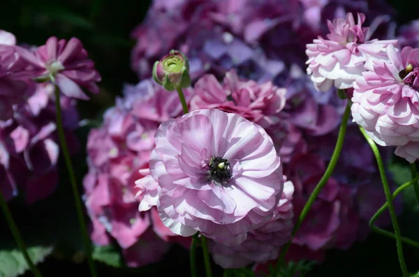 Gloriosi fiori rosa — Foto Stock