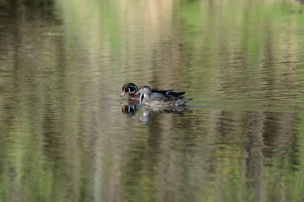 Dashing Wood Ducks — Stock fotografie