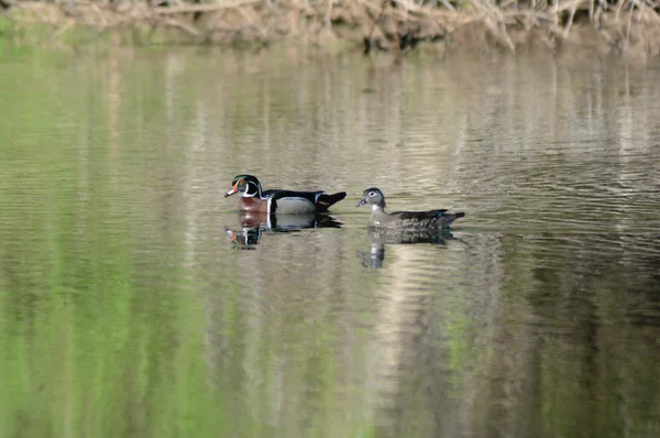 Patos de madeira em uma lagoa de água doce — Fotografia de Stock
