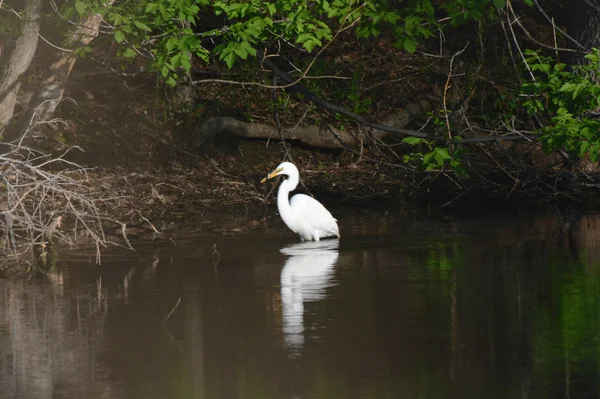 Great Egret Catching Fish In A Pond — 图库照片