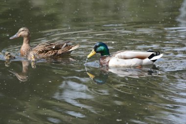 Mallard Family On A Pond