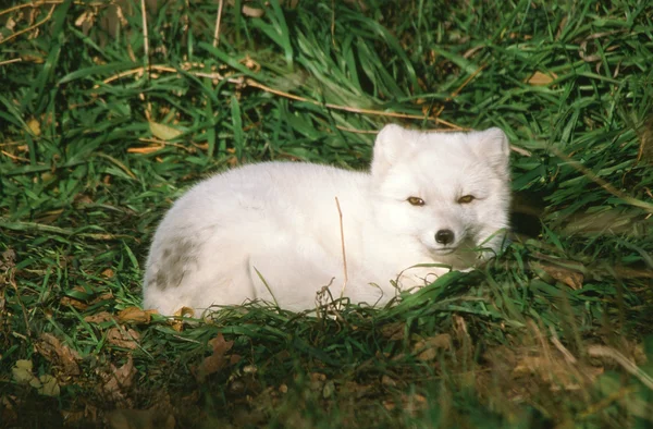 Arctic Fox Retrato de Verão — Fotografia de Stock