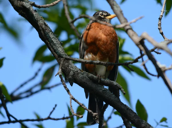 Robin op een boomtak — Stockfoto