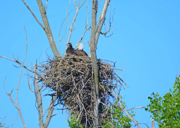 Eaglet And Parent On A Nest — ストック写真
