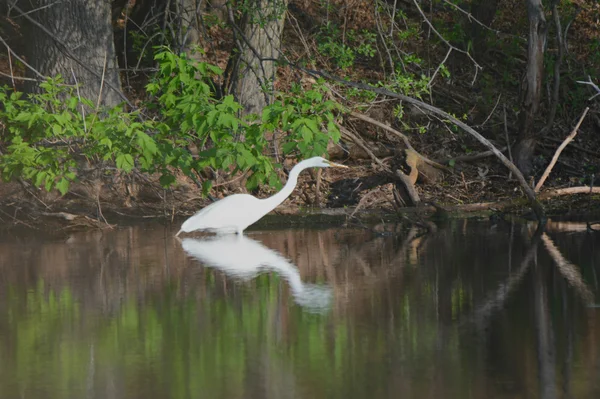 Egret Moving Along Pond Edge — 图库照片