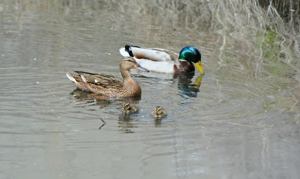 Mallard Family Pond Exploration — Zdjęcie stockowe