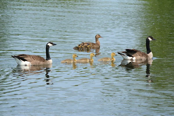 Schwimmende Kanadagänse und Stockenten — Stockfoto