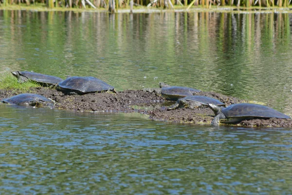 Basking Soft Shell Turtles — Stock Photo, Image
