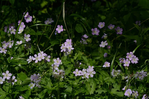 Patch de géranium sauvage des bois — Photo