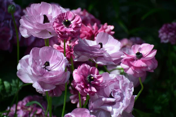 Riklig rosa blommor — Stockfoto