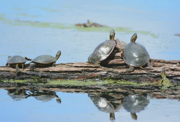 Painted Turtles Sunning On  Log — Stock Photo, Image