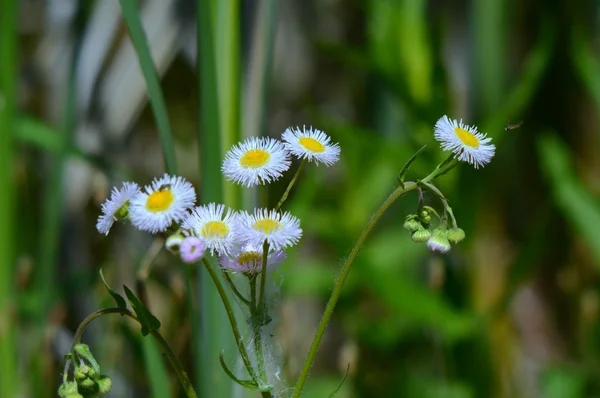 Daisy Flea Bane Wildflowers — Stock Photo, Image