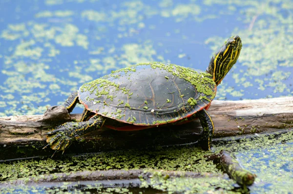 A Painted Turtle Perspective — Stock Photo, Image