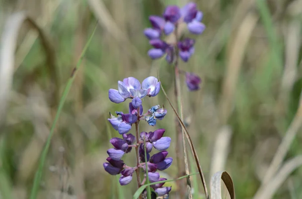 En Prairie Wildflower studie — Stockfoto
