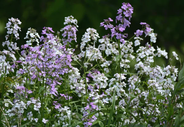 Lavendel och vit Dame's Rocket vildblommor — Stockfoto