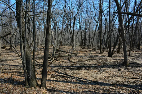 Kahler Wald - Frühlingsperspektive — Stockfoto