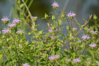 Vahşi Bergamot kır çiçeği çiçekleri