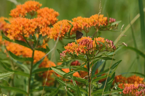 Orange fjäril Milkweed Blossoms — Stockfoto